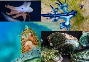 moluscos raros