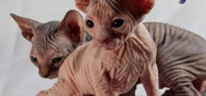 Gato esfinge caracteristicas