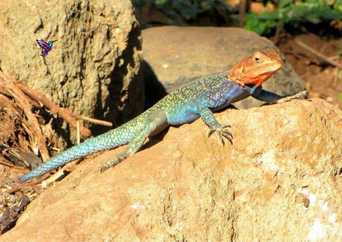 Animales poiquilotermos: qué son, ejemplos y cómo se adaptan al medio 1 animales poiquilotermos